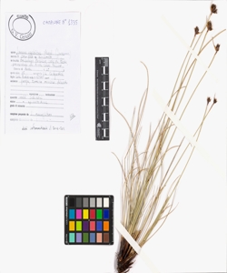 Juncus capitatus Weigel