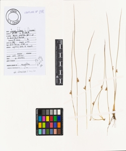 Juncus filiformis L.