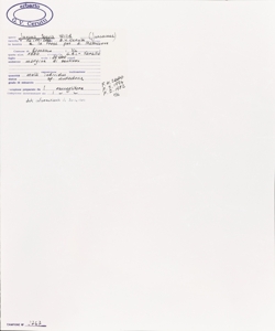 Juncus tenuis Willd.