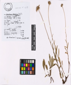 Leucanthemum heterophyllum (Willd.) DC.