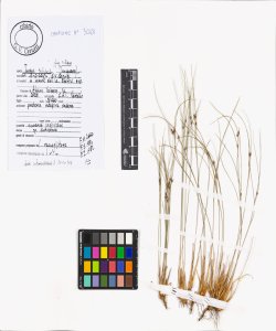 Juncus trifidus L. subsp. trifidus