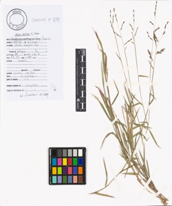 Kengia serotina (L.) Packer