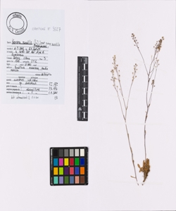 Kernera saxatilis (L.) Sweet subsp. saxatilis