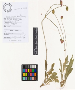 Knautia dipsacifolia Kreutzer s.l.