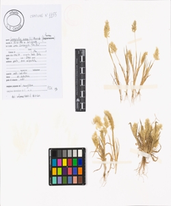 Lamarckia aurea (L.) Moench