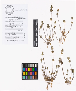 Lamium amplexicaule L.