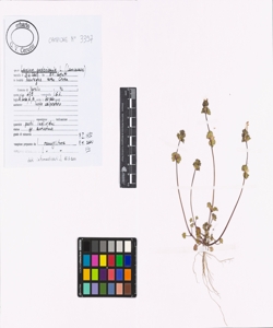 Lamium amplexicaule L.