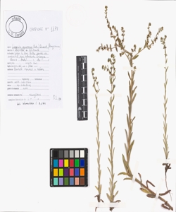 Lappula squarrosa (Retz.) Dumort.