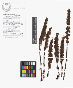 Lathraea squamaria L.