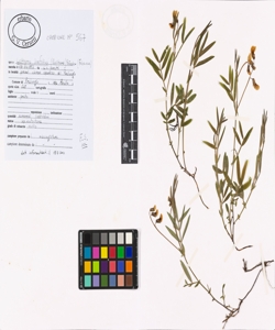 Lathyrus linifolius (Reichard) B¿ssler
