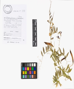 Lathyrus clymenum L.