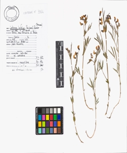 Lathyrus linifolius (Reichard) B¿ssler