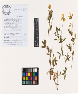 Lathyrus pratensis L. subsp. pratensis