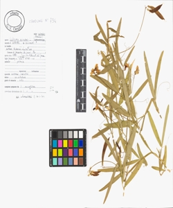 Lathyrus sylvestris L. subsp. sylvestris