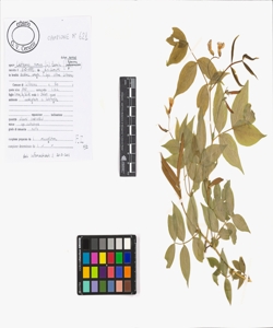 Lathyrus vernus (L.) Bernh. subsp. vernus