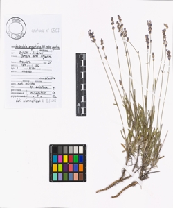 Lavandula angustifolia Mill. subsp. angustifolia