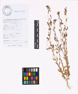 Legousia speculum-veneris (L.) Chaix