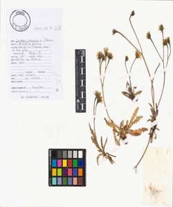 Leontodon autumnalis L.