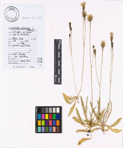 Leontodon autumnalis L.