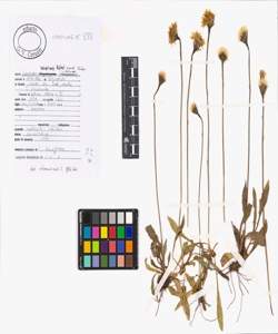 Leontodon helveticus M¿rat emend. Widder