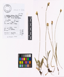 Leontodon helveticus M¿rat emend. Widder