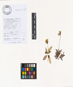 Leontodon hispidus L.