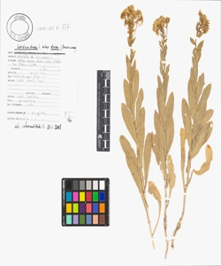 Lepidium draba L. subsp. draba