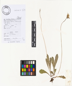 Leontodon tuberosus L.