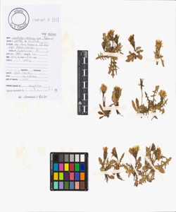 Leontodon montanus Lam. subsp. montanus