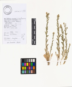 Lepidium campestre (L.) R. Br.