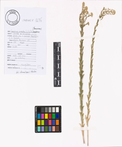 Lepidium campestre (L.) R. Br.