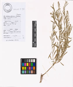 Lepidium virginicum L.