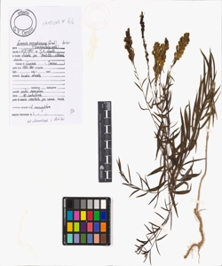 Linaria angustissima (Loisel.) Borb¿s
