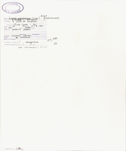 Linaria angustissima (Loisel.) Borb¿s