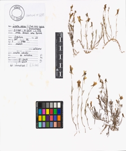 Linaria supina (L.) Chaz. subsp. supina