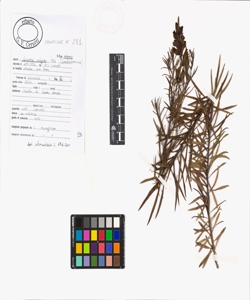 Linaria vulgaris Mill. subsp. vulgaris