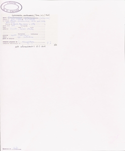 Loncomelos narbonensis (Torn. in L.) Raf.