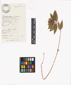 Mercurialis perennis L.