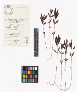 Mercurialis perennis L.