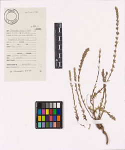 Micromeria graeca (L.) Benth. ex Rchb. s.l.