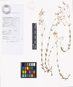 Linum catharticum L. s.l.