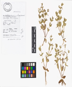 Lindernia dubia (L.) Pennel