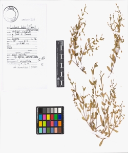 Lindernia dubia (L.) Pennel