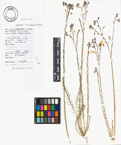 Linum austriacum L. subsp. collinum (Boiss.) Nyman