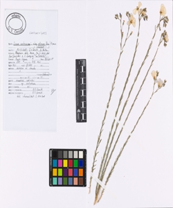 Linum austriacum L. subsp. collinum (Boiss.) Nyman