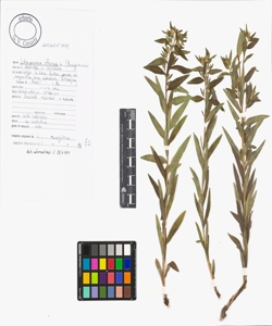 Lithospermum officinale L.