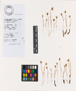 Lloydia serotina (L.) Rchb.