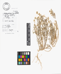 Lobularia maritima (L.) Desv. subsp. maritima