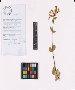 Lonicera etrusca Santi