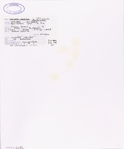 Lonicera caerulea L. subsp. caerulea